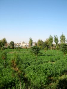Hakim Hospital of Nishapur - Green spaces and Flowers 01