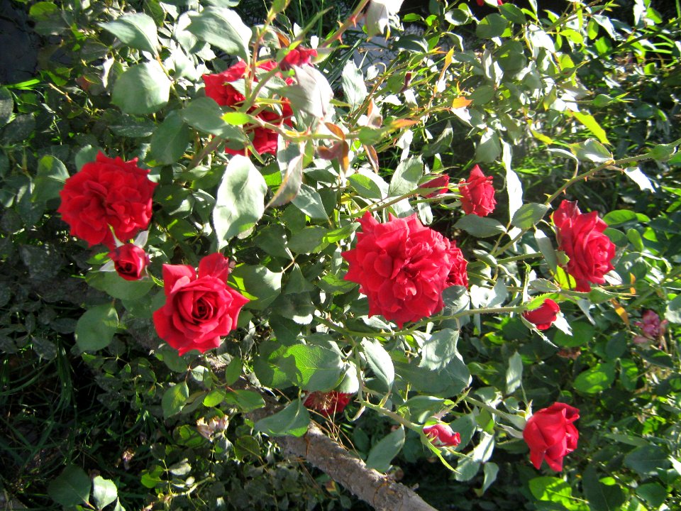 Hakim Hospital of Nishapur - Green spaces and Flowers 09