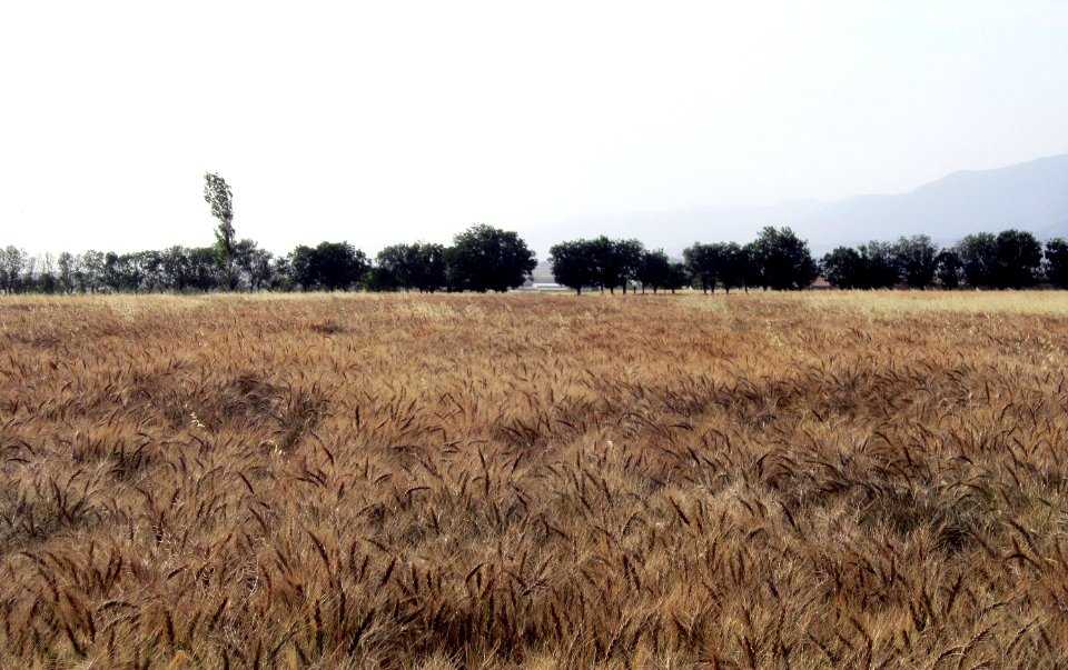 Hajjiabad, Zeberkhan, Nishapur - nature 3