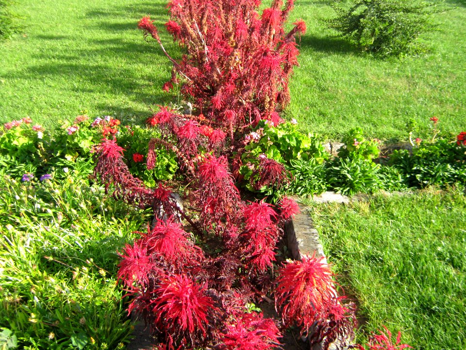 Hakim Hospital of Nishapur - Green spaces and Flowers 06