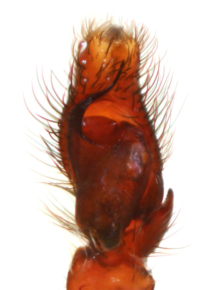 Hakka himeshimensis pedipalp 01
