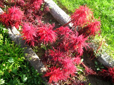 Hakim Hospital of Nishapur - Green spaces and Flowers 03