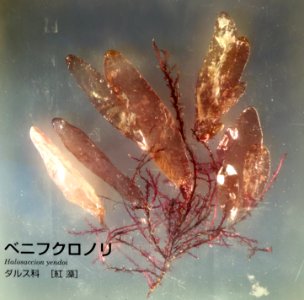 Halosaccion yendoi - National Museum of Nature and Science, Tokyo - DSC07643