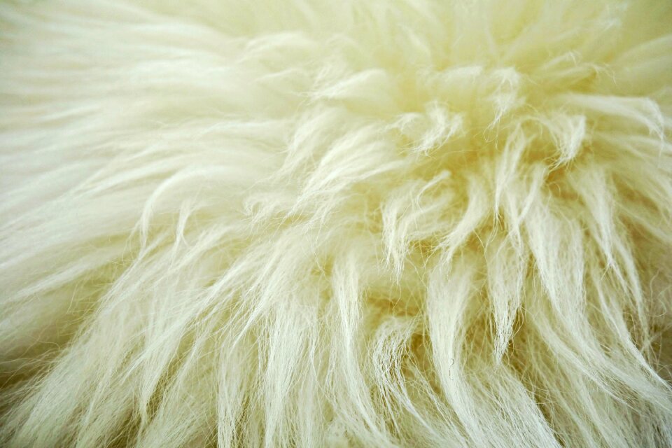 Sheep fluffy animal hide