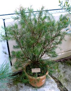 Hakea verrucosa - Bergianska trädgården - Stockholm, Sweden - DSC00332