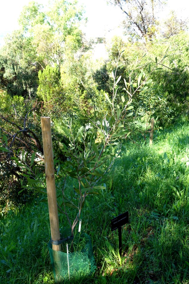 Hakea pandanicarpa - Jardín Botánico de Barcelona - Barcelona, Spain - DSC09029