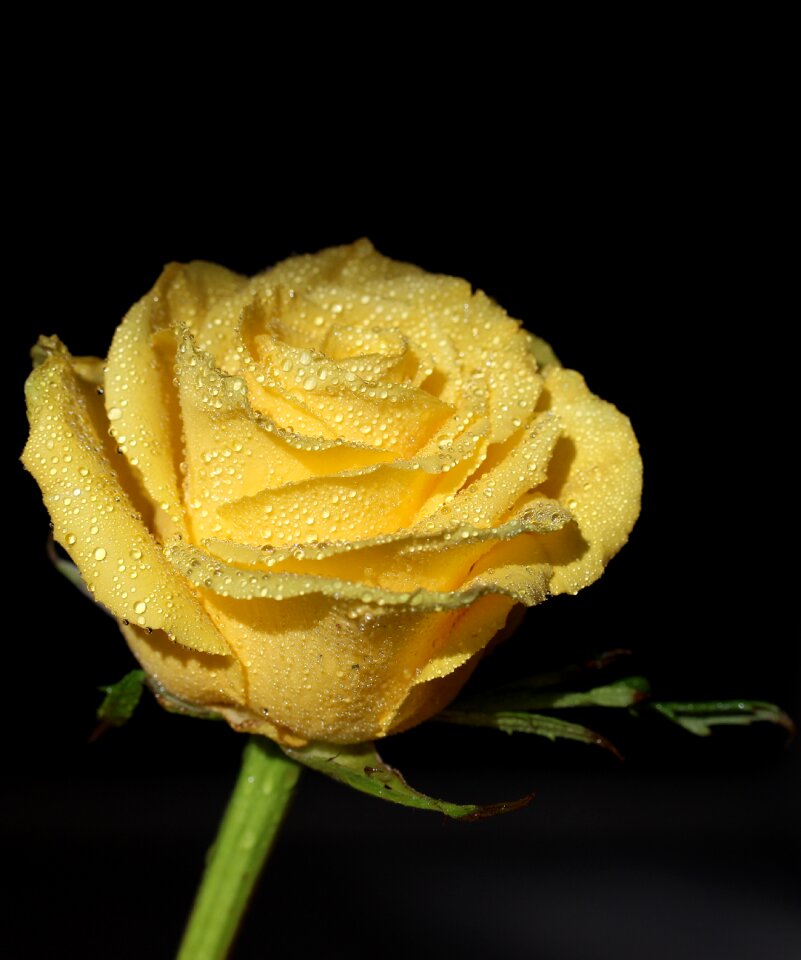 Drops flower petals