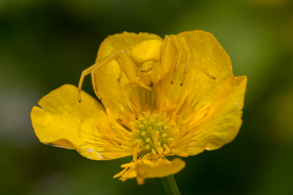 Camouflage yellow macro