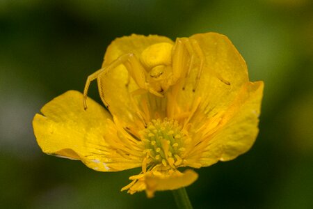 Camouflage yellow macro