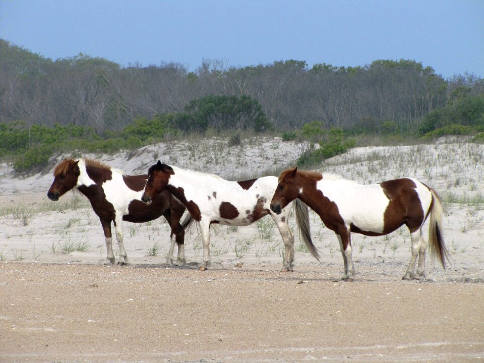 Assateague island virginia usa