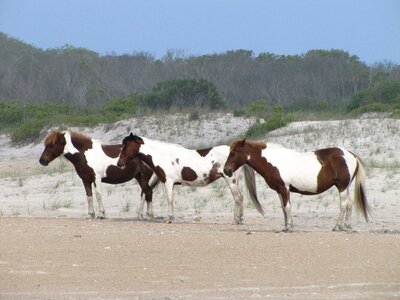 Assateague island virginia usa