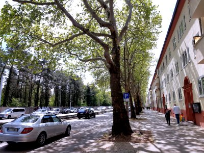 HAL-ElsaBrändströmStr NW