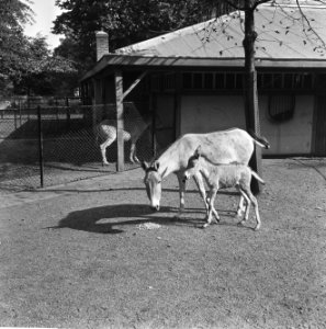 Half ezel (Onager) in Artis, Bestanddeelnr 918-2065 photo