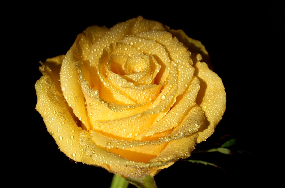 Drops flower petals