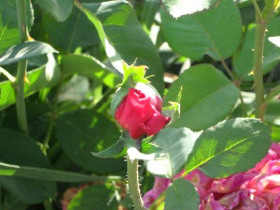 Hakim Hospital of Nishapur - Green spaces and Flowers 13