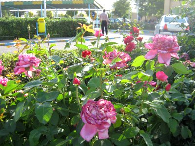 Hakim Hospital of Nishapur - Green spaces and Flowers 11