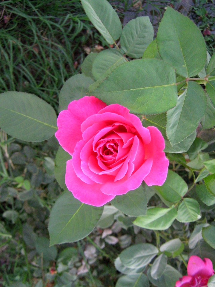 Hakim Hospital of Nishapur - Green spaces and Flowers 17