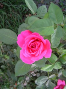 Hakim Hospital of Nishapur - Green spaces and Flowers 17