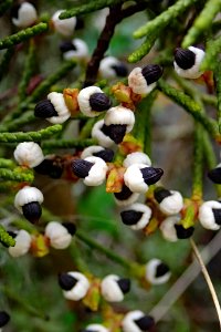 Halocarpus bidwillii inat2
