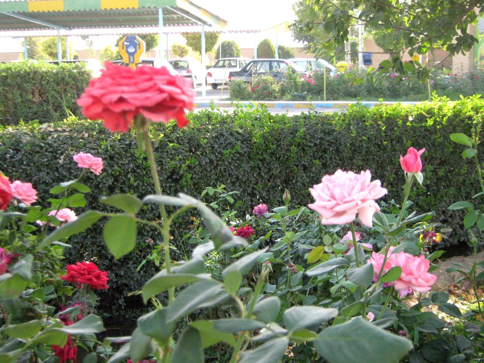 Hakim Hospital of Nishapur - Green spaces and Flowers 19