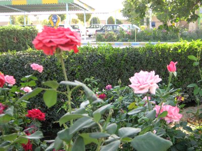 Hakim Hospital of Nishapur - Green spaces and Flowers 19