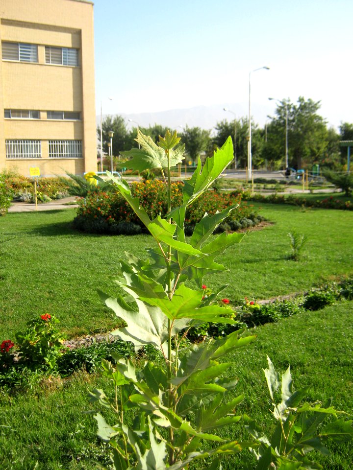 Hakim Hospital of Nishapur - Green spaces and Flowers 08
