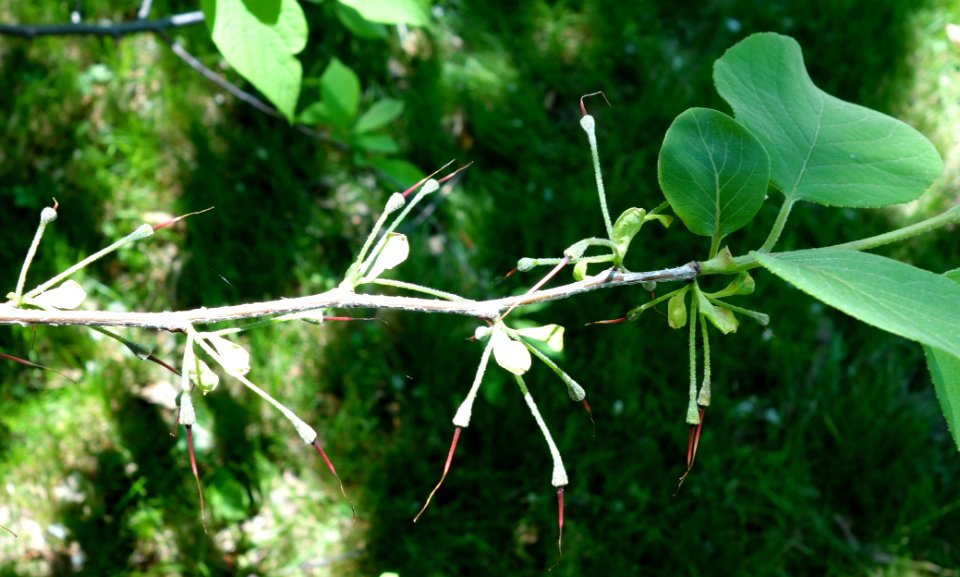 Halesia tetraptera - Arnold Arboretum - DSC06910