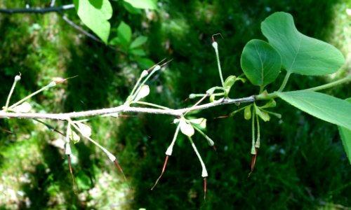 Halesia tetraptera - Arnold Arboretum - DSC06910