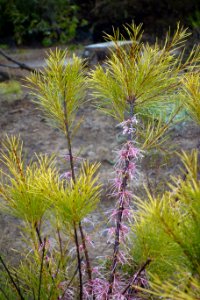 Hakea bakeriana - UC Santa Cruz Arboretum