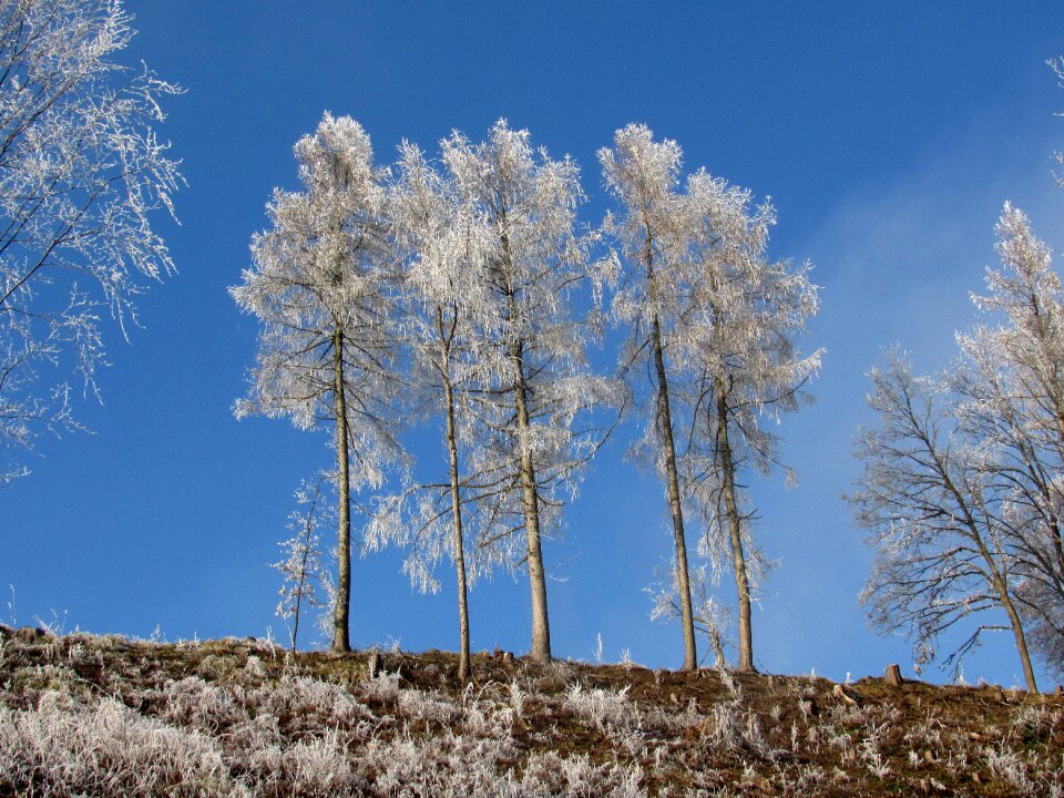 Winter hoarfrost cold