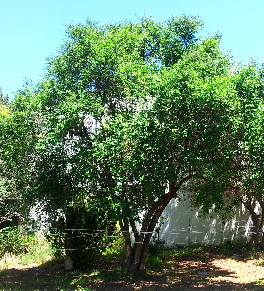 Halleria lucida tree - Koelenhof Stellenbosch