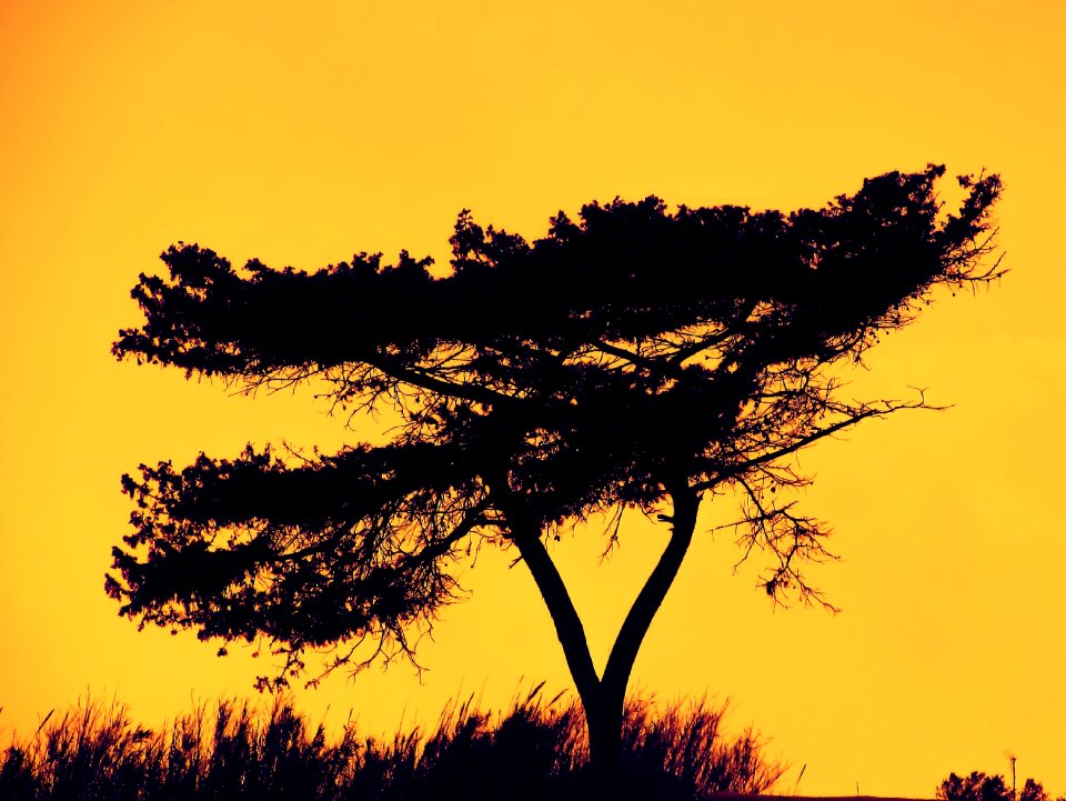 Nature sunset orange