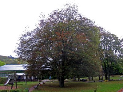 Hainbuche Brückenau, 2