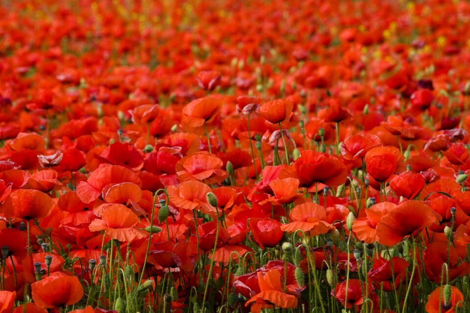 Meadow nature poppy flower