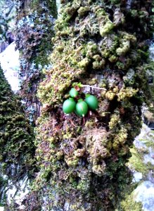 Halleria lucida fruit on trunk - Cecilia forest