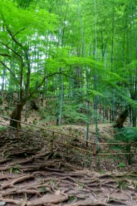Hakusan-jinja bamboo - Chusonji, Hiraizumi, Iwate - DSC04920