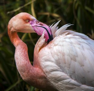 Bill plumage pink photo