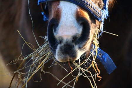 Eat brown grass photo