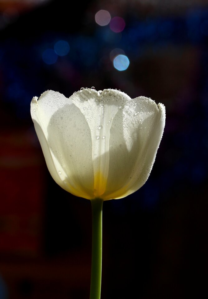 White drops flower