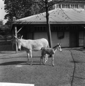 Half ezel (Onager) in Artis, Bestanddeelnr 918-2066 photo