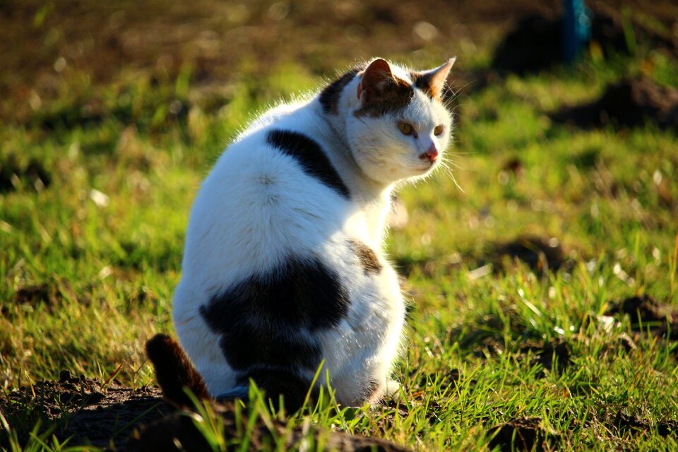 Mieze kitten nature