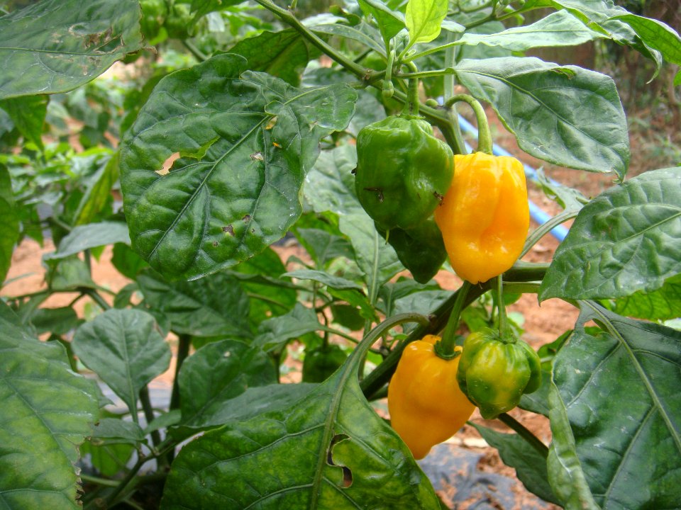 Hainan Yellow Lantern Chili plants - 02