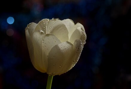 White drops flower