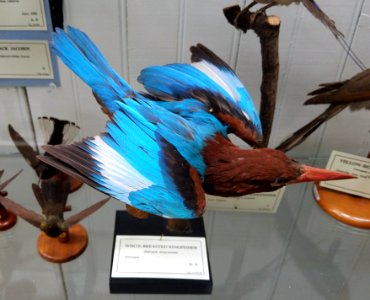 Halcyon smyrnensis - Pember Library and Museum - Granville, New York - 20180224 142519