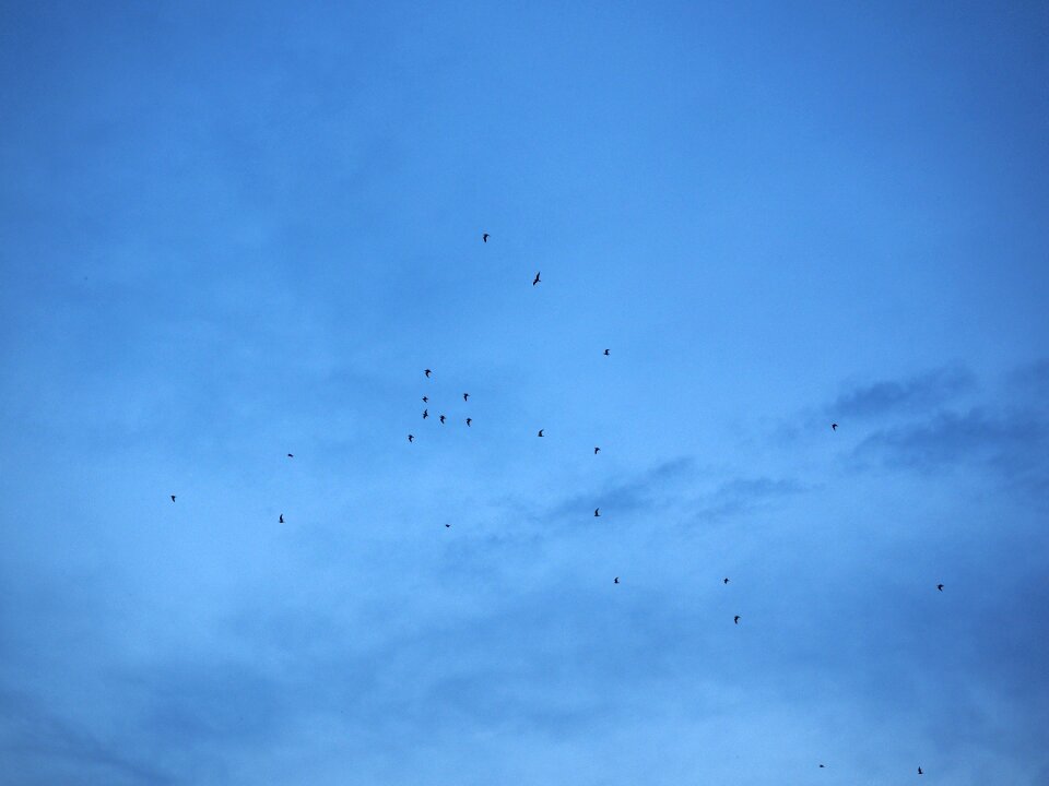 Swarm flock of birds migratory birds
