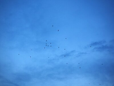Swarm flock of birds migratory birds