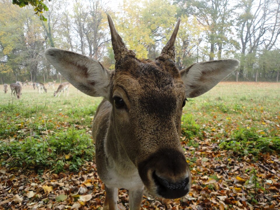 Wild nature free deer