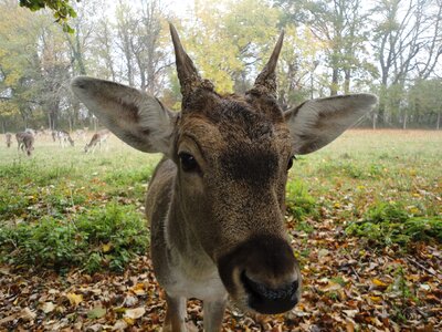 Wild nature free deer