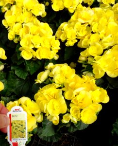 Great Swamp Greenhouse photos Amstel Begonia Blitz