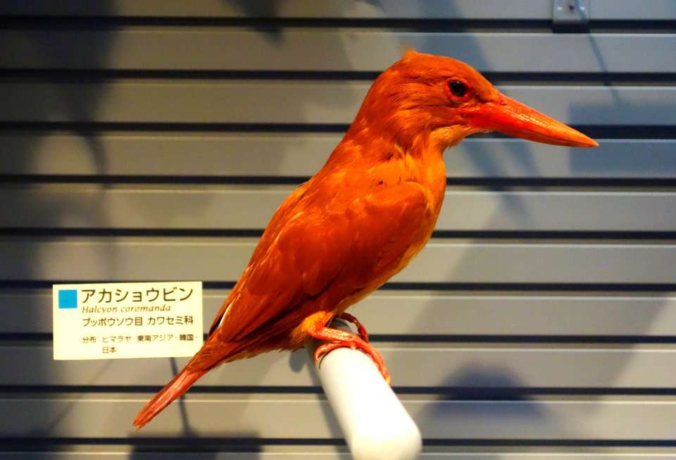 Halcyon coromanda - National Museum of Nature and Science, Tokyo - DSC07291
